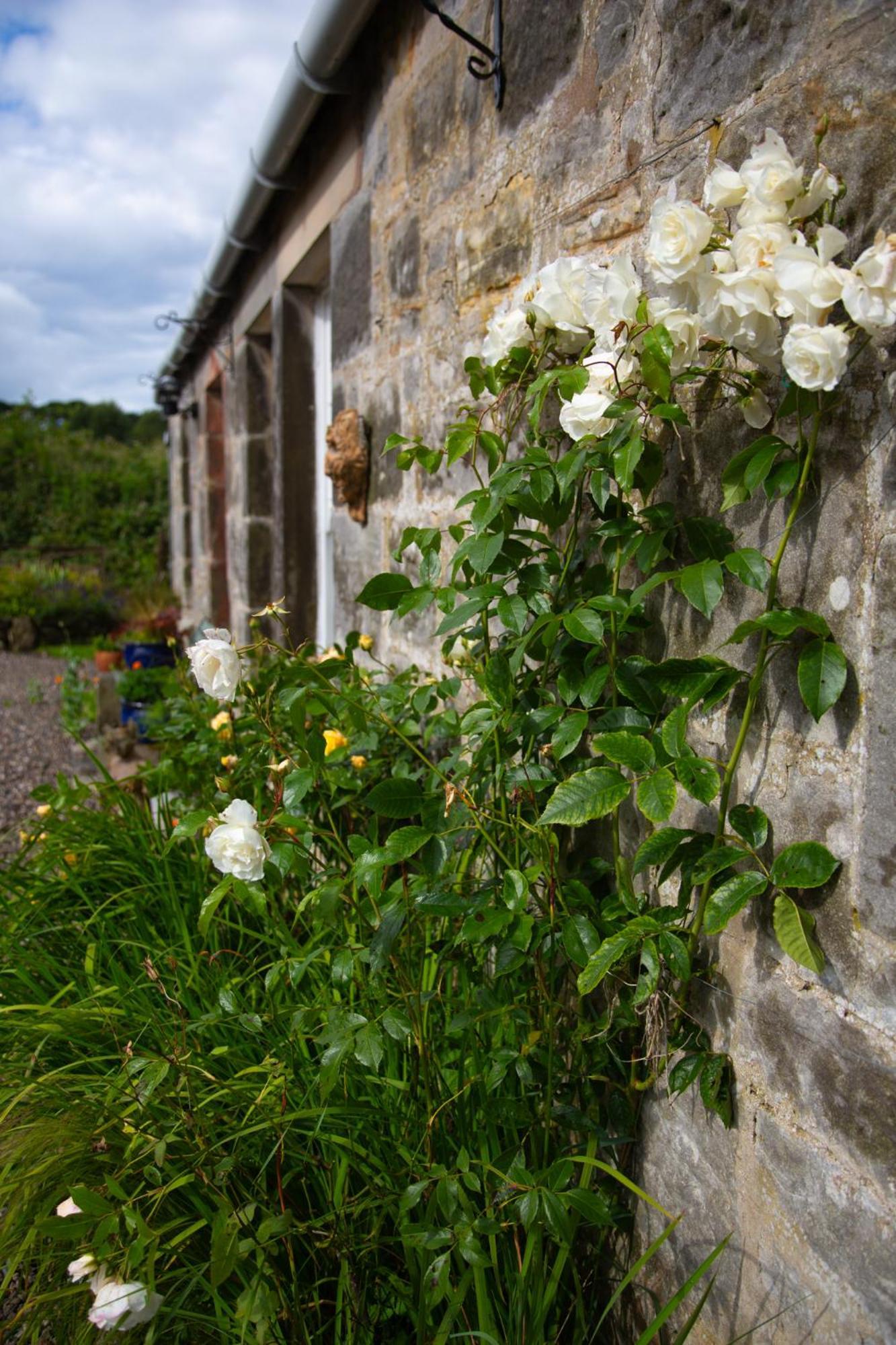 Balmungo Cottage B&B セント・アンドルーズ エクステリア 写真